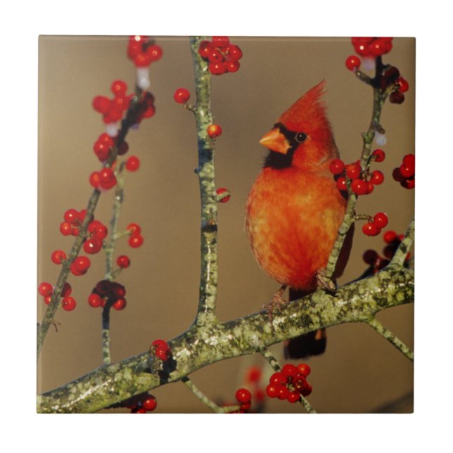 Azulejo De Cerâmica Cardinal-vermelho macho empoleirado, IL (Frente)