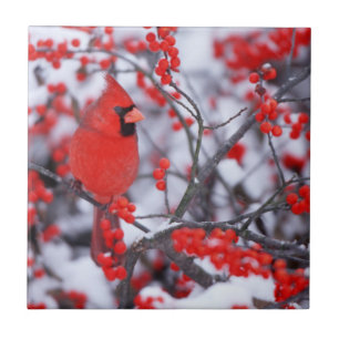 Azulejo De Cerâmica Cardinal-vermelho macho, Inverno, IL