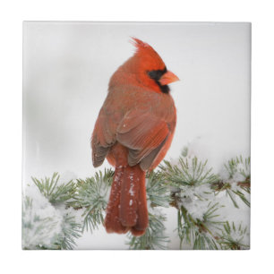 Azulejo De Cerâmica Cardinal-vermelho macho no Cedro-do-Atlas Azul