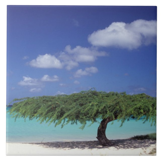 Azulejo De Cerâmica Caribe, Aruba. Praia da Águia (Frente)