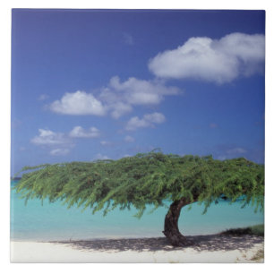 Azulejo De Cerâmica Caribenho, Aruba. Praia Eagle