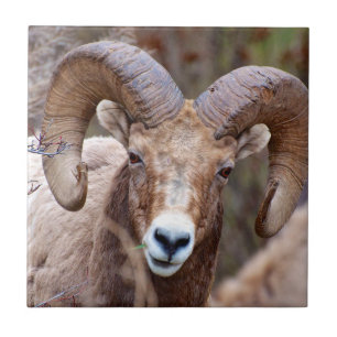 Azulejo De Cerâmica Carneiro Bighorn das Montanhas Rochosas
