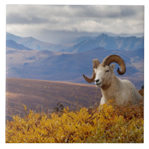 Azulejo De Cerâmica carneiro de Dall, Ovis dalli, carneiro