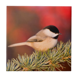 Azulejo De Cerâmica Carolina Chickadee em Blue Atlas Cedar