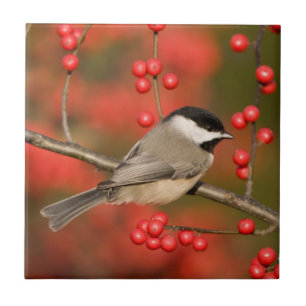 Azulejo De Cerâmica Carolina Chickadee no arbusto Common Winterberry
