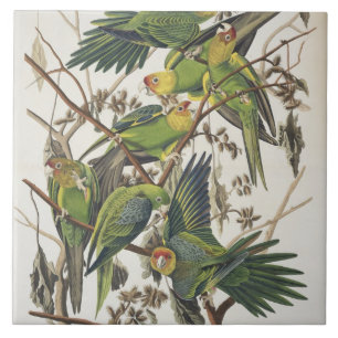 Azulejo De Cerâmica Carolina Parakeet, de 'Birds of America', 1829