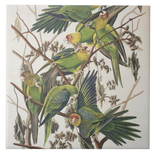 Azulejo De Cerâmica Carolina Parakeet, de 'Birds of America', 1829 (Frente)
