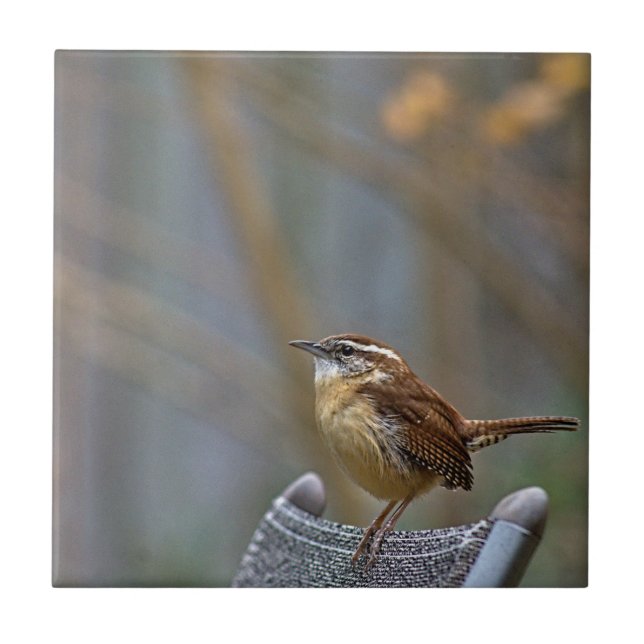 Azulejo De Cerâmica Carolina Wren (Frente)
