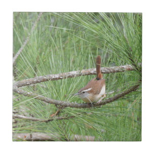 Azulejo De Cerâmica Carolina Wren em Pine Tree