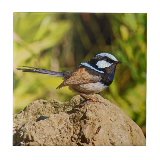 Azulejo De Cerâmica Carriça azul