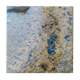 Azulejo De Cerâmica Cascas de mexilhão no Maine