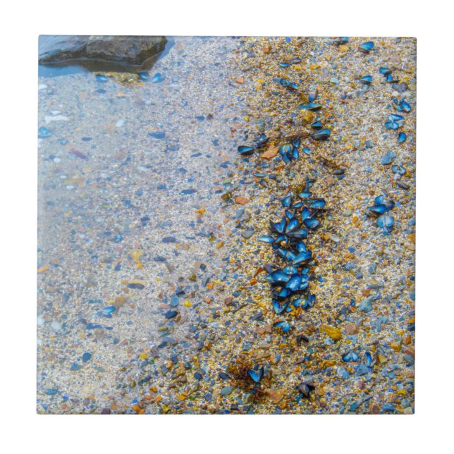 Azulejo De Cerâmica Cascas de mexilhão no Maine (Frente)