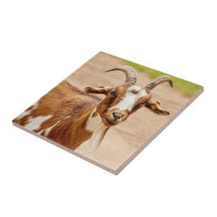 Azulejo De Cerâmica Castanho e Cabra Branca