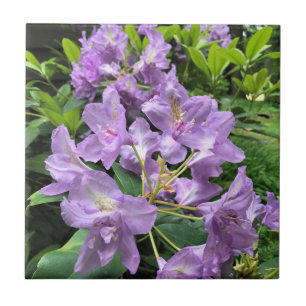 Azulejo De Cerâmica Catawbiense Boursault Rhododendrons, Oregon