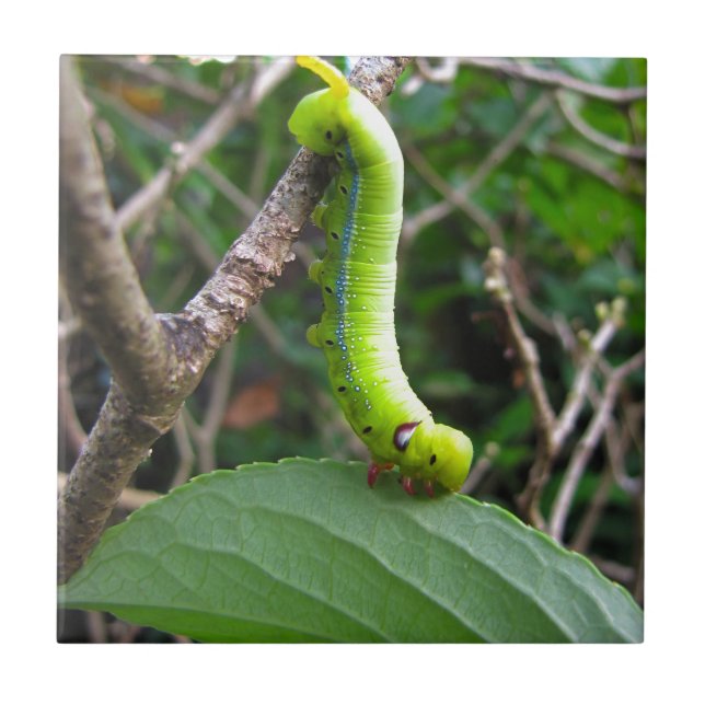 Azulejo De Cerâmica Caterpillar (Frente)
