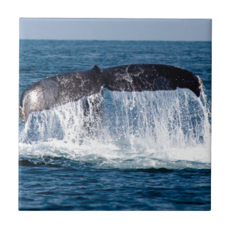 Azulejo De Cerâmica Cauda de Baleia