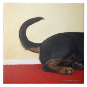 Azulejo De Cerâmica Cauda sacudindo de Rottweiler, seção traseiro