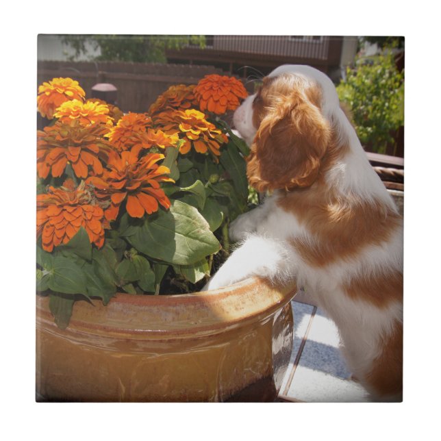 Azulejo De Cerâmica Cavaleiro das Flores do Rei Charles Spaniel (Frente)