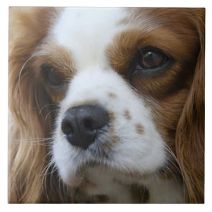 Azulejo De Cerâmica Cavaleiro Rei Charles Spaniel 2 Pet Love, KEEPSAKE