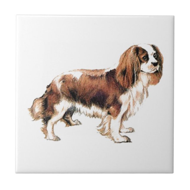 Azulejo De Cerâmica Cavalier King Charles Spaniel (Frente)