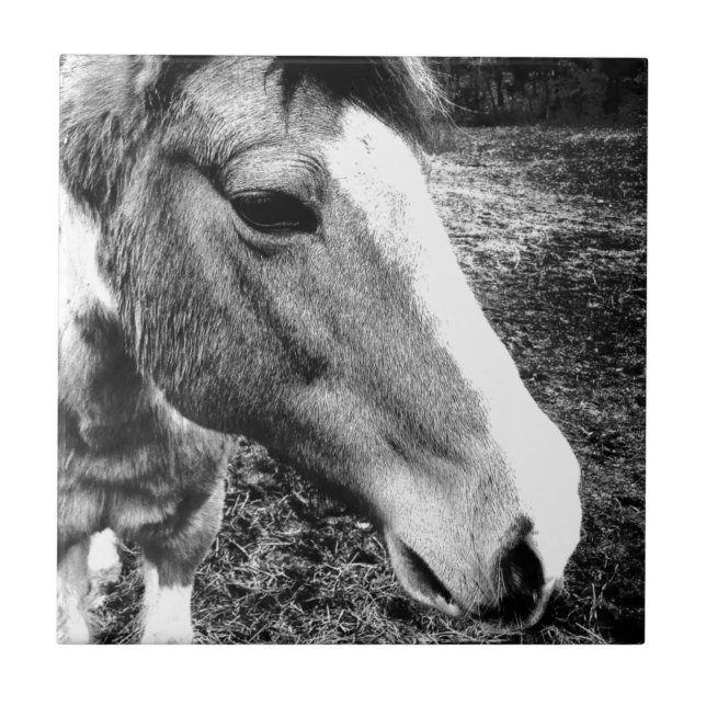 Azulejo De Cerâmica Cavalo (Frente)