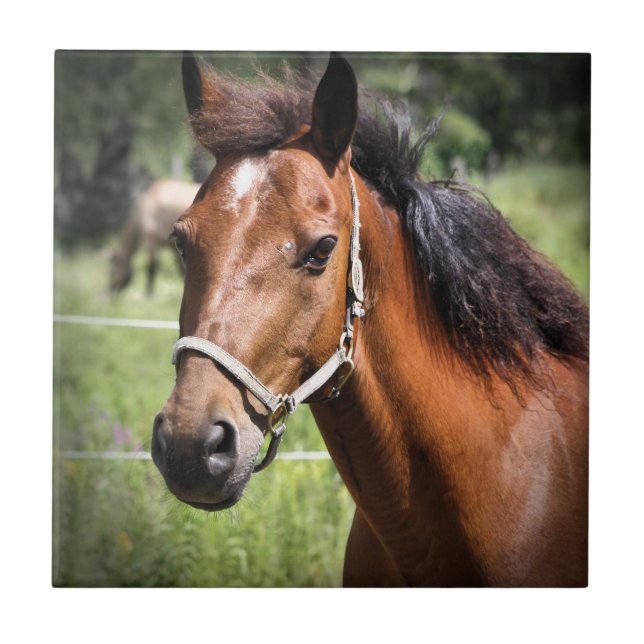 Azulejo De Cerâmica Cavalo 8674 (Frente)