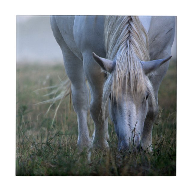 Azulejo De Cerâmica Cavalo branco (Frente)