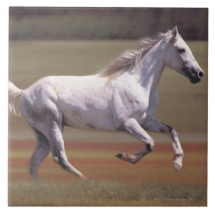 Azulejo De Cerâmica Cavalo branco que funciona no campo