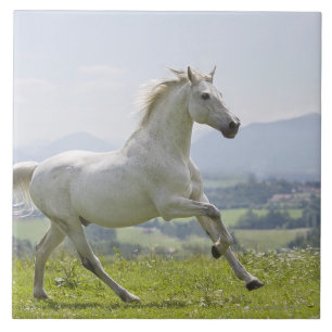 Azulejo De Cerâmica cavalo branco que funciona no prado