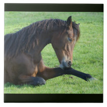 Cavalo castanho bonito a vaiar na grama