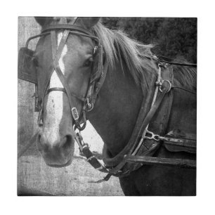 Azulejo De Cerâmica Cavalo com erros no cargo engatando