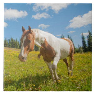 Azulejo De Cerâmica Cavalo Curioso em uma Campina Alpina no Verão