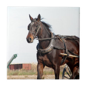 Azulejo De Cerâmica Cavalo de Amish Rural e Buggy