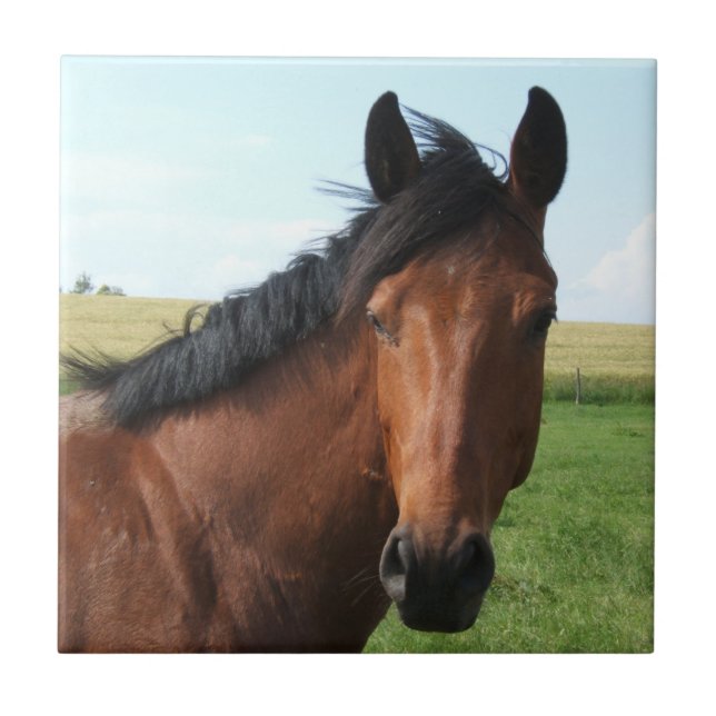 Azulejo De Cerâmica Cavalo de Baía na Pastura (Frente)