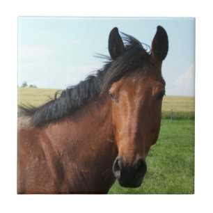Azulejo De Cerâmica Cavalo de Bay em Pasture