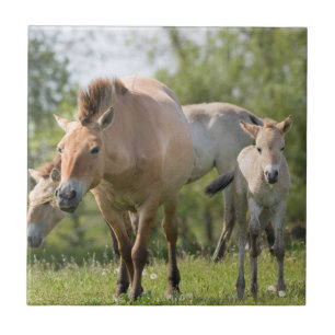 Azulejo De Cerâmica Cavalo de Przewalski e potro andando