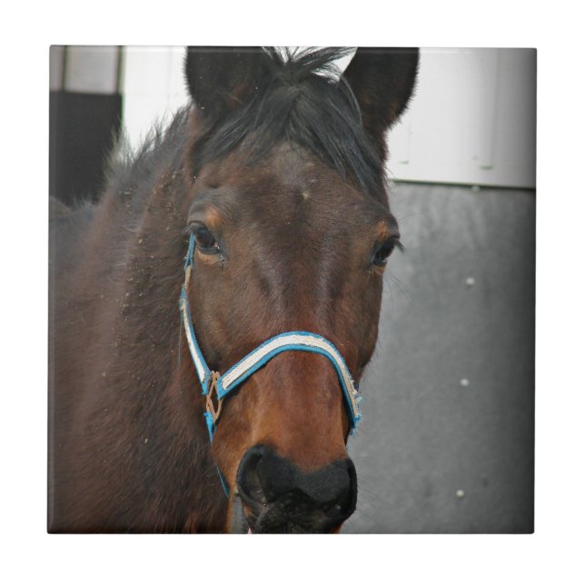 Azulejo De Cerâmica cavalo feliz (Frente)