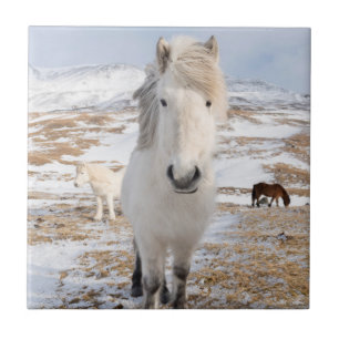 Azulejo De Cerâmica Cavalo Islandês Branco, Islândia