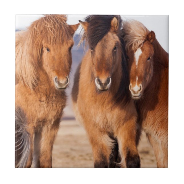 Azulejo De Cerâmica Cavalo islandês durante o inverno (Frente)