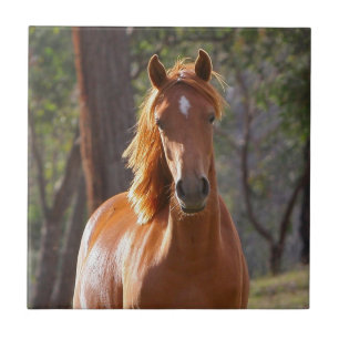 Azulejo De Cerâmica Cavalo Marrom à luz do sol