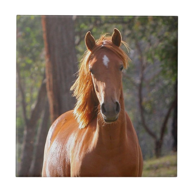 Azulejo De Cerâmica Cavalo Marrom à luz do sol (Frente)