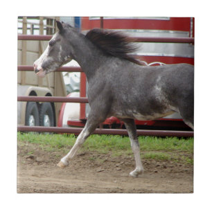 Azulejo De Cerâmica Cavalo Miniatura na Classe Liberdade