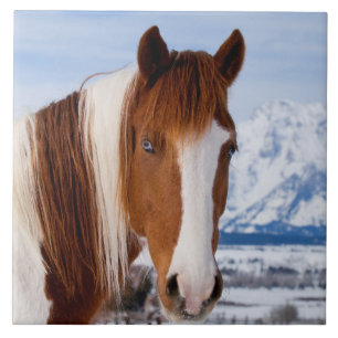 Azulejo De Cerâmica Cavalo Pinto Monte Moran no Inverno