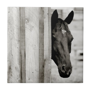 Azulejo De Cerâmica Cavalo Preto Curioso