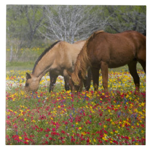 Azulejo De Cerâmica Cavalo Quarto de Milha em campo de flores silvestr