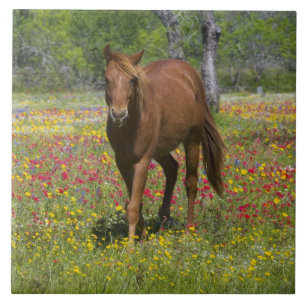 Azulejo De Cerâmica Cavalo Quarto de Milha em Campo de Flores Silvestr