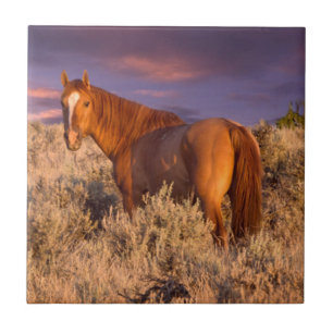 Azulejo De Cerâmica Cavalo selvagem do Condado de Harney permanece ale