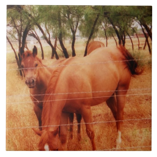 Azulejo De Cerâmica Cavalos (Frente)