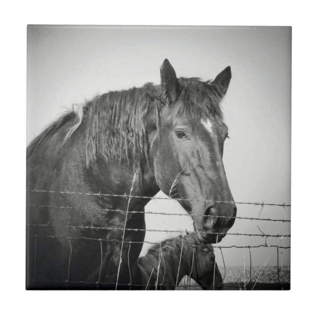 Azulejo De Cerâmica Cavalos atrás da cerca em preto e branco (Frente)