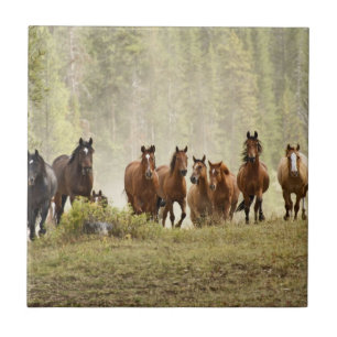 Azulejo De Cerâmica Cavalos cruzando pequena colina durante a reunião